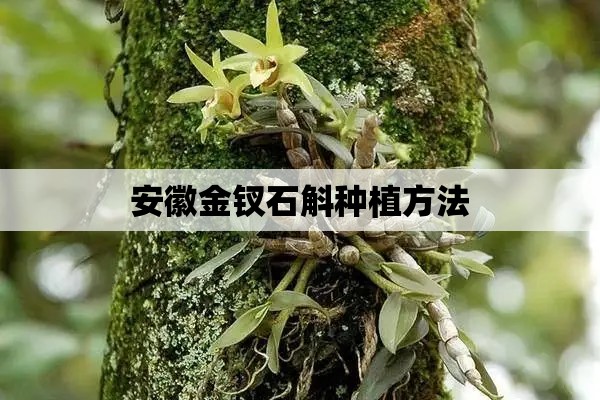 安徽金钗石斛种植方法-第1张图片-石斛站