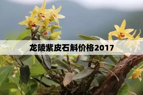 龙陵紫皮石斛价格2017-第1张图片-石斛站