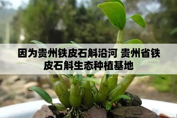 因为贵州铁皮石斛沿河 贵州省铁皮石斛生态种植基地