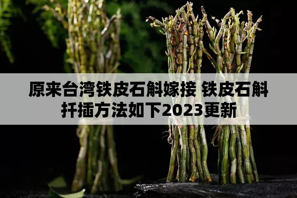 原来台湾铁皮石斛嫁接 铁皮石斛扦插方法如下2023更新