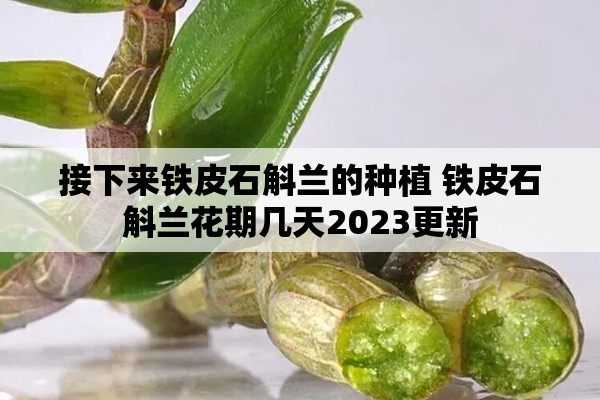 接下来铁皮石斛兰的种植 铁皮石斛兰花期几天2023更新