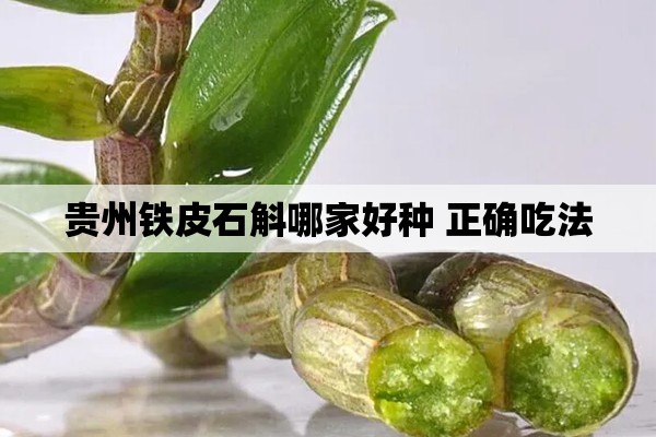 贵州铁皮石斛哪家好种 正确吃法