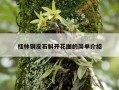 桂林铜皮石斛开花图的简单介绍