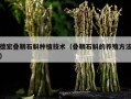 德宏叠鞘石斛种植技术（叠鞘石斛的养殖方法）