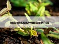 铜皮石斛怎么种植的简单介绍