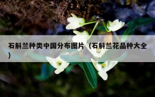 石斛兰种类中国分布图片（石斛兰花品种大全）