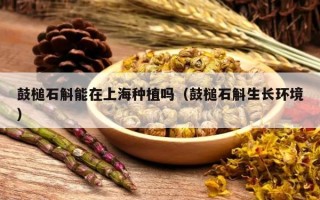 鼓槌石斛能在上海种植吗（鼓槌石斛生长环境）