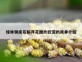 桂林铜皮石斛开花图片欣赏的简单介绍