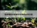 桂林铜皮石斛用什么种的简单介绍