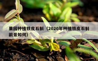 果园种植铁皮石斛（2020年种植铁皮石斛前景如何）
