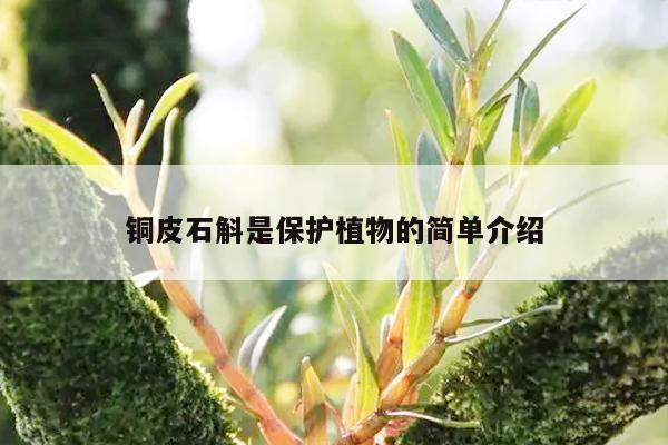 铜皮石斛是保护植物的简单介绍-第1张图片-石斛站