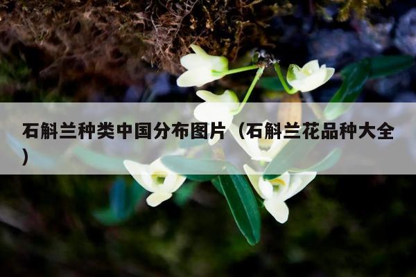 石斛兰种类中国分布图片（石斛兰花品种大全）-第1张图片-石斛站